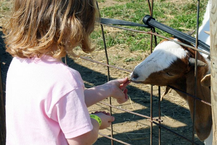 Feeding Goats